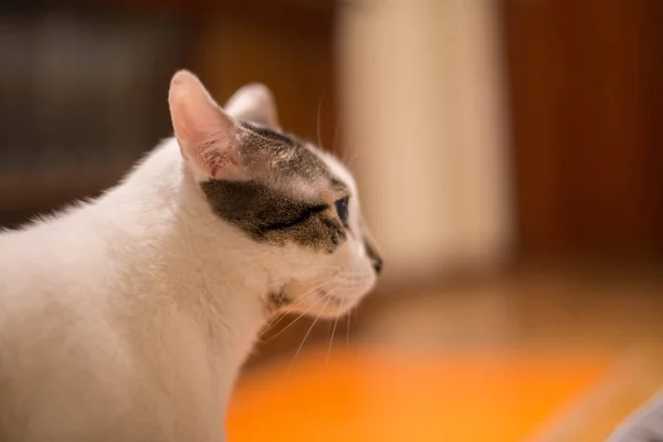 家に緑目の白猫の肖像画 — ストック写真