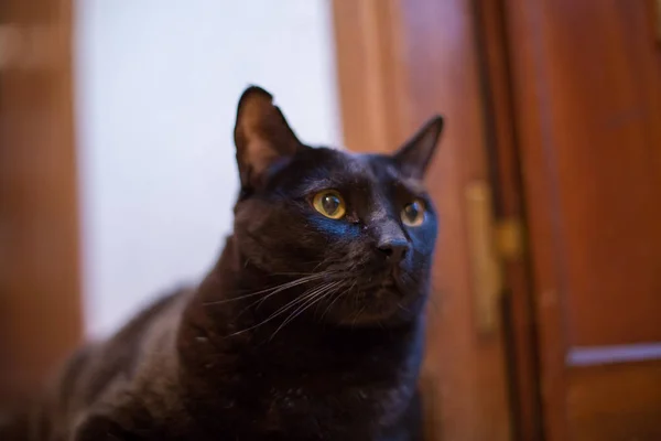黄色目自宅で黒い猫の肖像画 — ストック写真