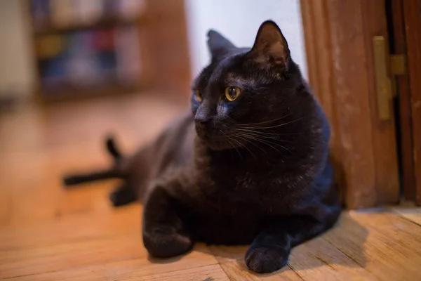 Portrét Černá Kočka Žlutýma Očima Doma — Stock fotografie