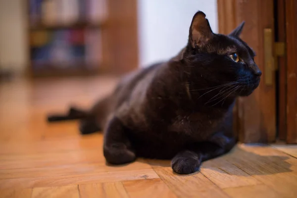 黄色目自宅で黒い猫の肖像画 — ストック写真