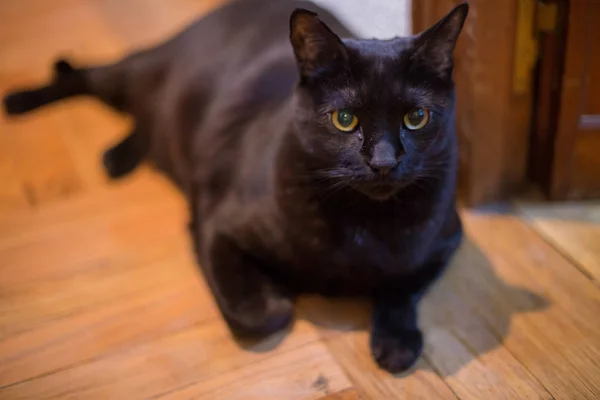 Portret Van Zwarte Kat Met Gele Ogen Thuis — Stockfoto