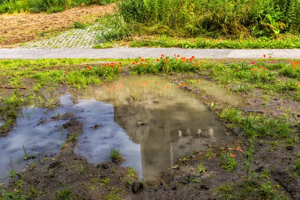 Puddle sale dans la forêt avec reflet du beau popp — Photo