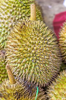 tropikal durian meyvesi
