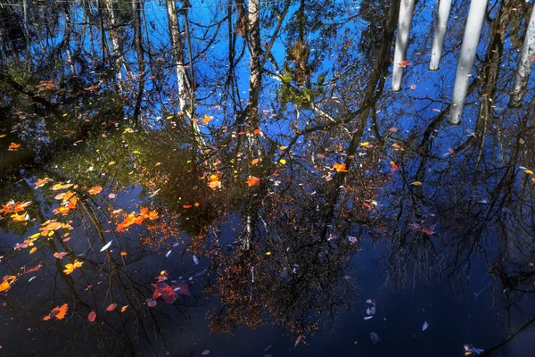 Fondo Natural Abstracto Reflexión Los Árboles Agua Agua Con Hojas — Foto de Stock