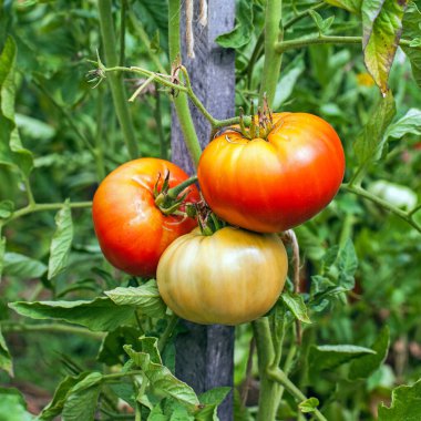 Bahçede taze organik domatesler