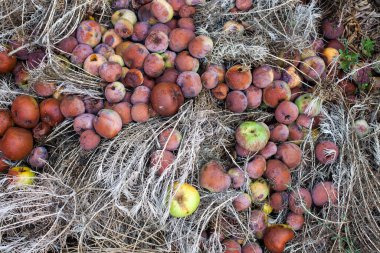 Meyve bahçesinde çürüyen elmalar.