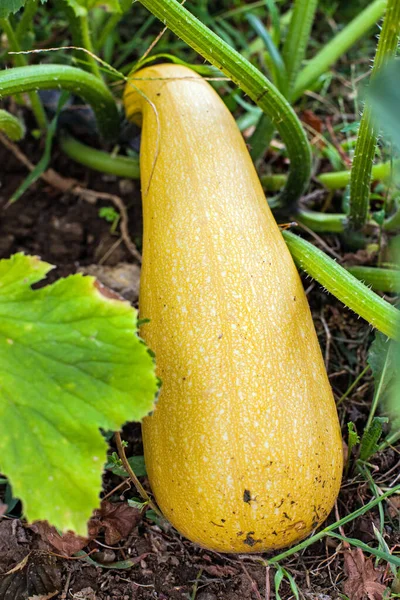 Organic Squash Garden — Stock Photo, Image