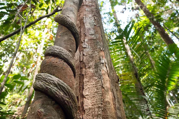 Tropikalne Środowisko Naturalne Bujną Roślinnością Woody Liana Łodyga Spina Wokoło — Zdjęcie stockowe