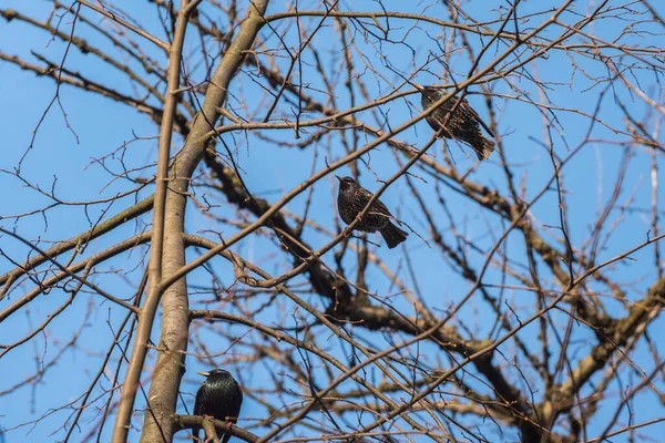 Common starlings sitting on bare branches against the blue sky. Migratory birds just came back home from the warmer countries. City birdwatching.