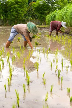Taylandlı çiftçi dikim genç paddy.
