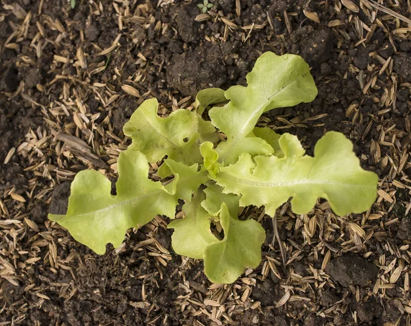 Grön ek sallad — Stockfoto