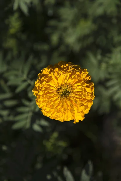 Marigold (Tagetes erecta, mexické měsíček, Aztécký měsíček, Afri — Stock fotografie