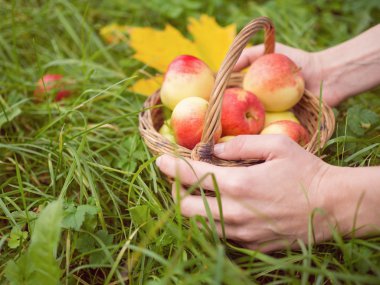 Sağlıklı yeme bir tema kavramı. Bir bask holding kadınlar eller