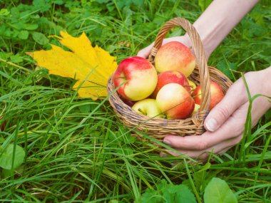 Women hands holding a basket with apples. Autumn time, harvestin