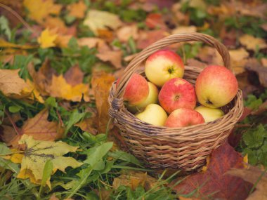 Sepet elma ile yakın çekim sonbahar kırmızı ve sarı akçaağaç izinde