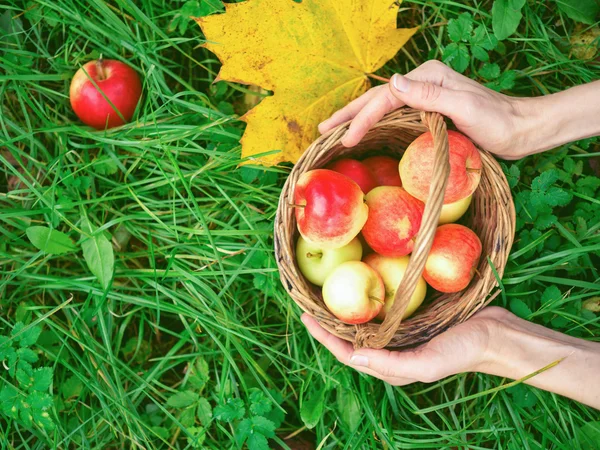 Женские руки с любовью держат корзину свежих красных яблок. Консеп — стоковое фото