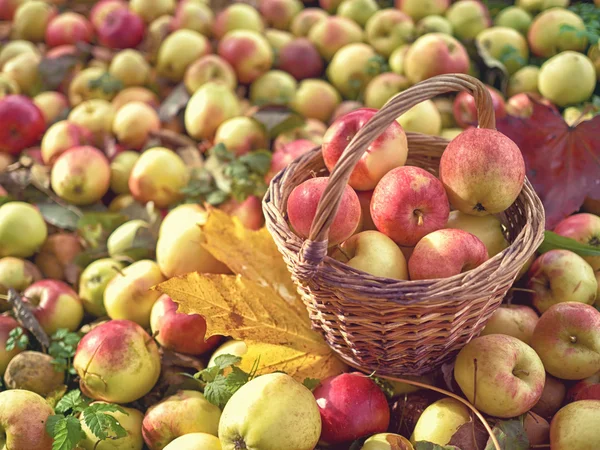 Корзина с яблоками на упавших яблоках с яблони. Осень — стоковое фото