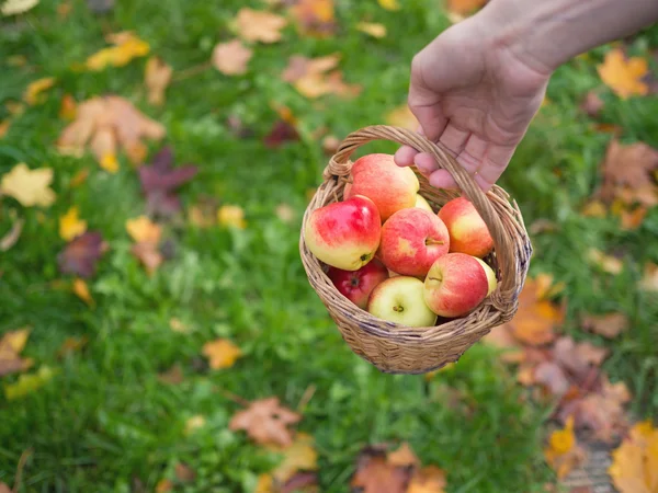 Красные яблоки на зеленой траве. Концепция на тему осени — стоковое фото