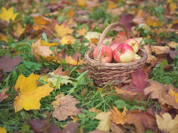 Kırmızı elma sonbahar bahçe. Sepet üzerinde kırmızı elma dolu bir 