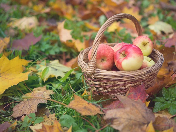 Elmalar sonbahar yaprakları üzerinde hasır sepette. Sonbahar zamanı, sarı