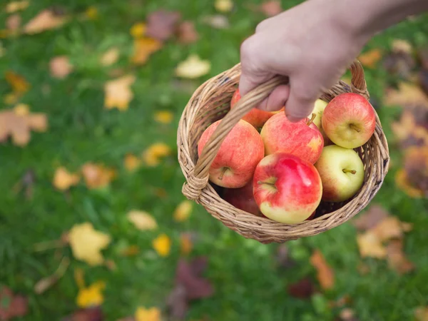 Корзина с яблоками в руке на фоне зеленой травы и — стоковое фото
