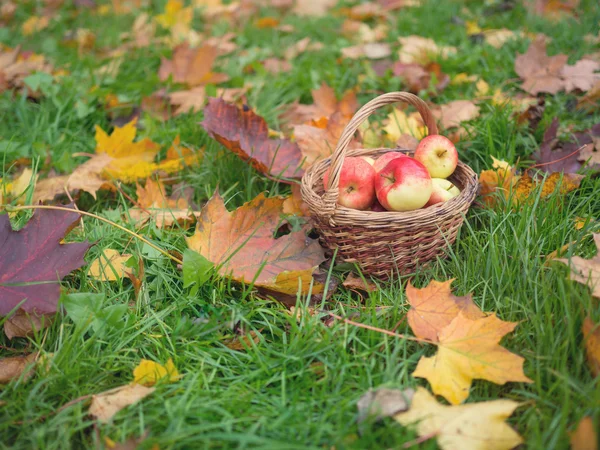 Cesta con manzanas en el jardín de otoño en la hierba verde con zhed — Foto de Stock