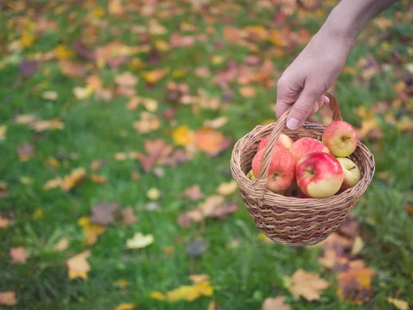 Девушка держит корзину с красными яблоками на фоне осени — стоковое фото
