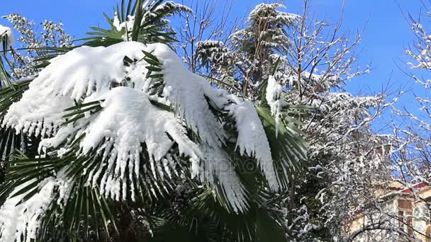 Folhas de palmeiras cobertas de neve — Vídeo de Stock