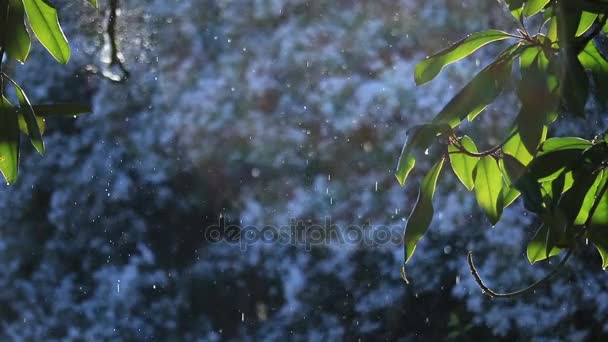Zöld levelek a fák hátteret a hóval borított park. téli táj — Stock videók