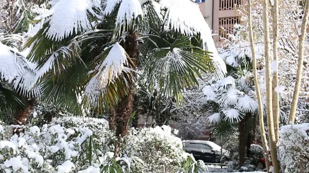 Folhas de palmeiras cobertas de neve — Vídeo de Stock