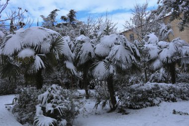 Kar yağışı parkta. Palmiye ağaçları alışılmadık soğuk hava kar altında