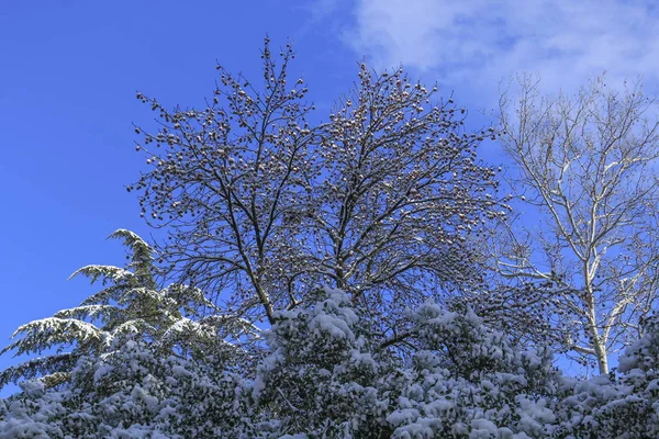 Spruce branches covered with snow in winter — Stock Photo, Image