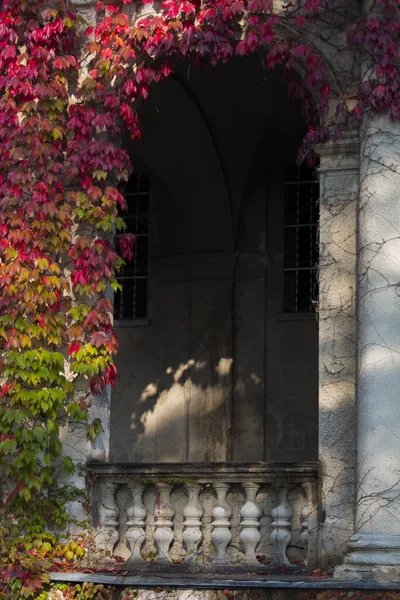 Parede de entrada em arco de pedra com hera vermelha. cores do outono Fotografias De Stock Royalty-Free