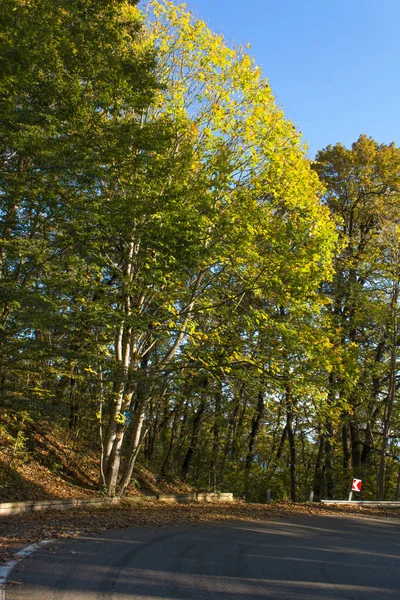 Sonbaharda ağaçların arasından bir yol eğrileri. — Stok fotoğraf
