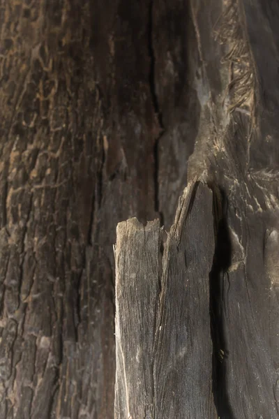 वृक्ष पोत आणि पार्श्वभूमी काठी — स्टॉक फोटो, इमेज