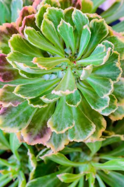 Kaktüs görünüm üstte sıçan kuyruk