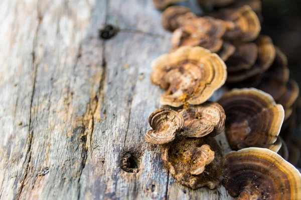 günlük üzerinde mantar