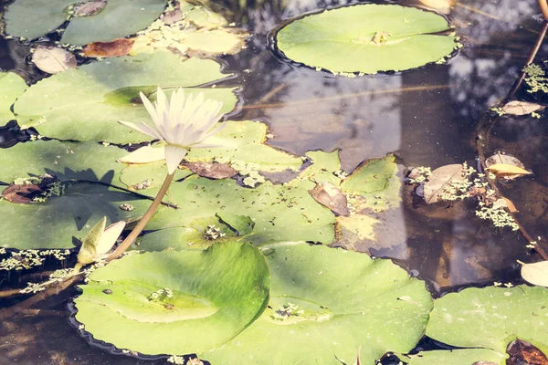 Flor de lótus branco e plantas de flor de lótus — Fotografia de Stock