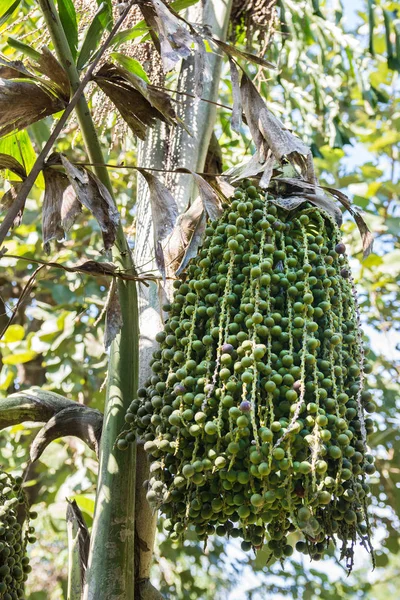 ormandaki tembul palm