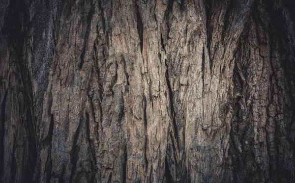 Casca de textura de árvore e fundo 3 — Fotografia de Stock