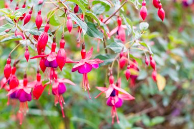 Arka plan bahar zamanında renkli çiçek