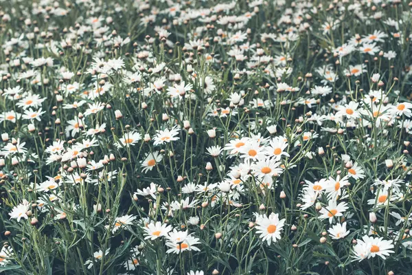 春の背景にカラフルな花 — ストック写真