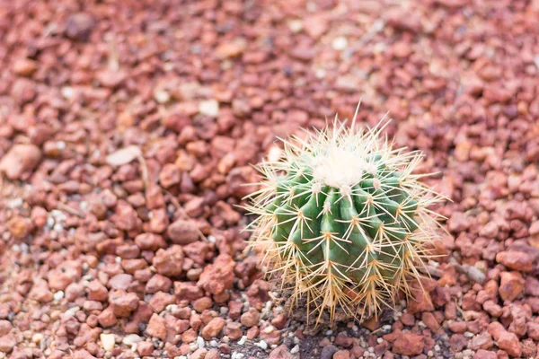 Cactus in desert  for background or wallpaper — Stock Photo, Image