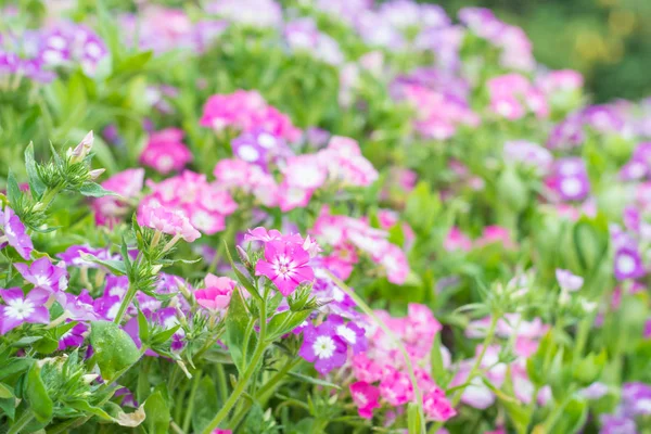 Kleurrijke bloem in het voorjaar voor achtergrond Rechtenvrije Stockafbeeldingen