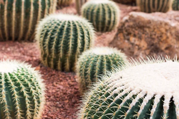 Cactus in de woestijn voor de achtergrond of wallpaper Stockfoto