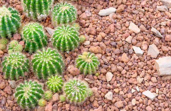 Cactus nel deserto per sfondo o carta da parati Immagine Stock