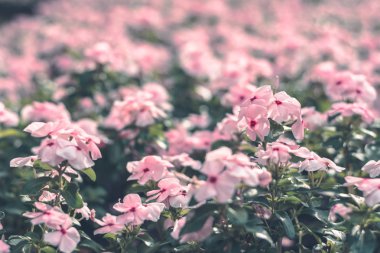  arka plan için renkli çiçekler .