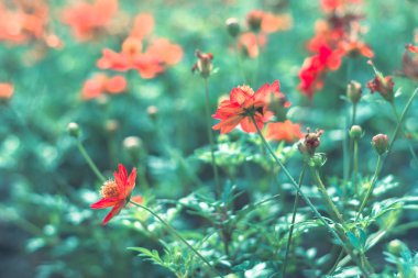  arka plan için renkli çiçekler .