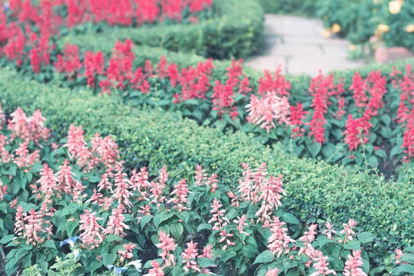 Färgglada blommor för bakgrund . — Stockfoto