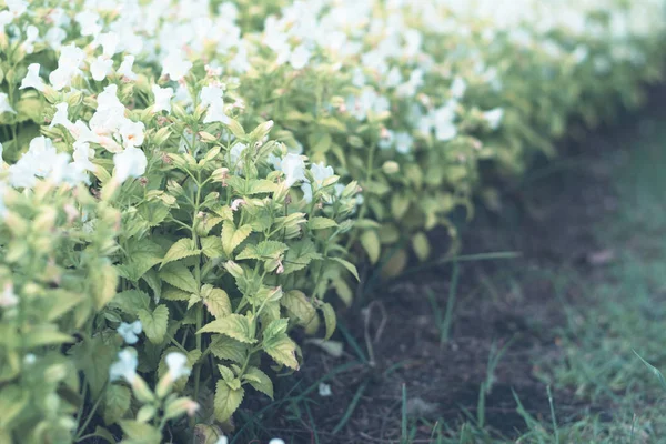 Fiori colorati per sfondo  . — Foto Stock